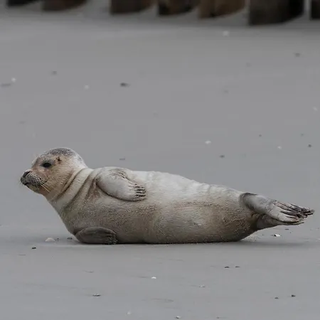 Szálloda Gaestehaus Germania Wangerooge